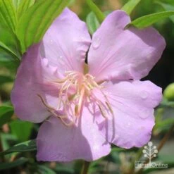 Tibouchina Chameleon -Australian Plants Online Sales apo chameleon pink