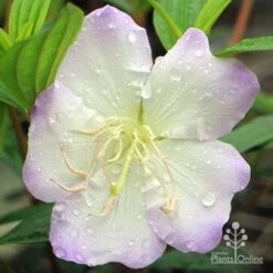 Tibouchina Chameleon -Australian Plants Online Sales apo chameleon tibouchina close