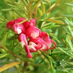 Grevillea Cherry Ripe 15 Grevillea Cherry Ripe -Australian Plants Online Sales apo cherry ripe flower