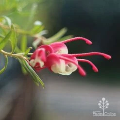 Grevillea Cherry Ripe 13 Grevillea Cherry Ripe -Australian Plants Online Sales apo cherry ripe flower open