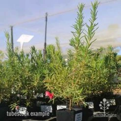 Grevillea Cherry Ripe 14 Grevillea Cherry Ripe -Australian Plants Online Sales apo cherry ripe grevillea tubetock