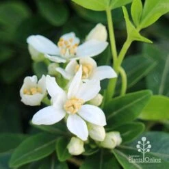 Choisya - Mexican Orange Blossom -Australian Plants Online Sales apo choisya flowers