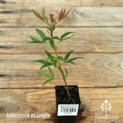 Ceratopetalum Alberys Red - Christmas Bush -Australian Plants Online Sales apo christmas bush alberys tubestock
