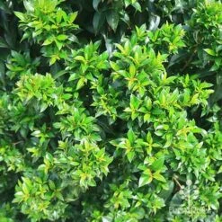 Syzygium Bush Christmas - Lilly Pilly -Australian Plants Online Sales apo christmas bush syzygium foliage