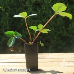 Hellebore Cinnamon Snow - Winter Rose -Australian Plants Online Sales apo cinnamon snow hellebore tubestock