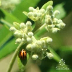 Backhousia Citriodora - Lemon Myrtle -Australian Plants Online Sales apo citriodora ladybird