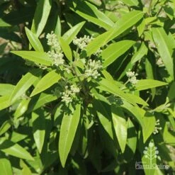 Backhousia Citriodora - Lemon Myrtle -Australian Plants Online Sales apo citriodora leaves buds