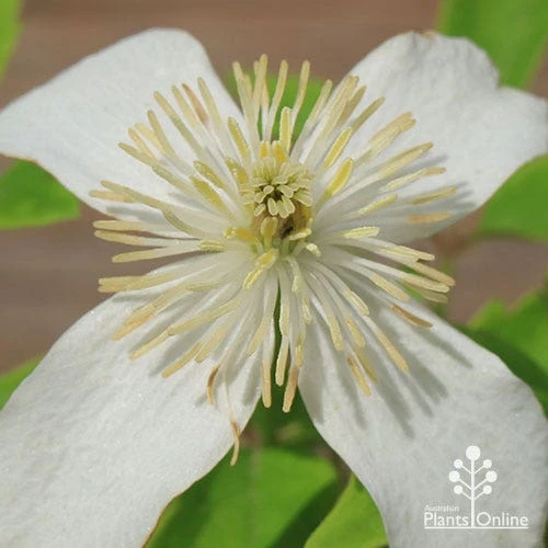 Clematis Montana Alba 7 Clematis Montana Alba - Image 5