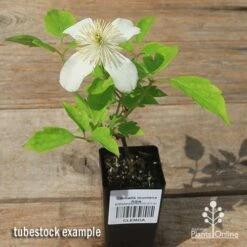 Clematis Montana Alba 21 Clematis Montana Alba -Australian Plants Online Sales apo clematis alba tubestock flowering