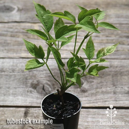 Clematis Montana Alba 10 Clematis Montana Alba - Image 8