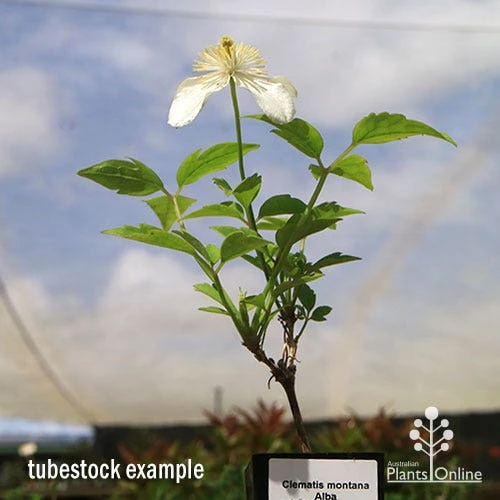 Clematis Montana Alba 9 Clematis Montana Alba - Image 7