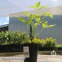 Clematis Montana Alba 22 Clematis Montana Alba -Australian Plants Online Sales apo clematis white tubestock