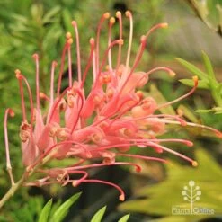 Grevillea Coconut Ice -Australian Plants Online Sales apo coconut ice flower full open