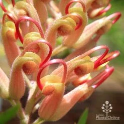 Australian Plants Online Sales -Australian Plants Online Sales apo coconut ice grevillea superclose