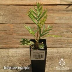Grevillea Coconut Ice -Australian Plants Online Sales apo coconut ice tubestock top