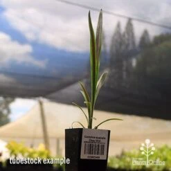 Cordyline Australis Choc Mint 8 Cordyline Australis Choc Mint -Australian Plants Online Sales apo cordyline choc mint tubestock