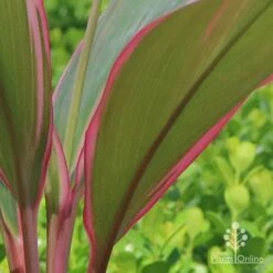 Cordyline Fruticosa Pink Diamond -Australian Plants Online Sales apo cordyline pink diamond under leaf