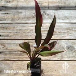 Cordyline Fruticosa Rubra -Australian Plants Online Sales apo cordyline rubra tubestock top