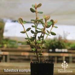 Correa Nummulariifolia - Roundleaf Correa -Australian Plants Online Sales apo correa nummularifolia tubestock