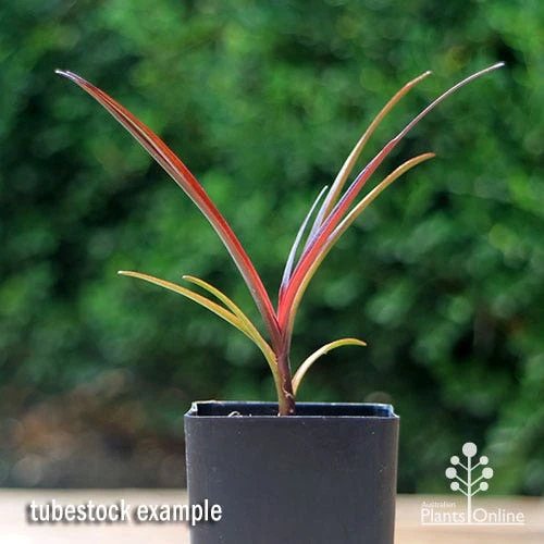 Crinum Wine Time - Swamp Lily 5 Crinum Wine Time - Swamp Lily - Image 3