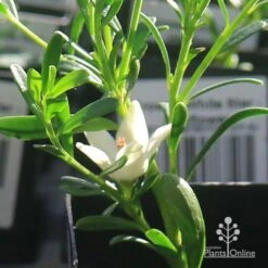 Crowea White Star - Waxflower -Australian Plants Online Sales apo crowea white star flower 1