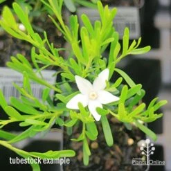 Crowea White Star - Waxflower -Australian Plants Online Sales apo crowea white star tubestock