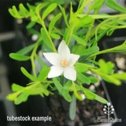 Crowea White Star - Waxflower -Australian Plants Online Sales apo crowea white star tubestock2