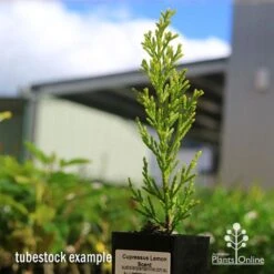 Cupressus Lemon Scent - Lemon Cypress -Australian Plants Online Sales apo cupressus lemon scent tubestock
