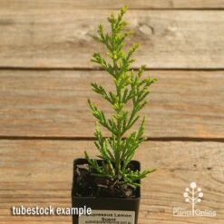 Cupressus Lemon Scent - Lemon Cypress -Australian Plants Online Sales apo cupressus lemon scent tubestock top