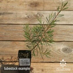 Chamelaucium Dancing Queen - Waxflower -Australian Plants Online Sales apo dancing queen tubestock top