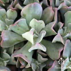 Echeveria Dark Vader - Succulent -Australian Plants Online Sales apo dark vader echeveria