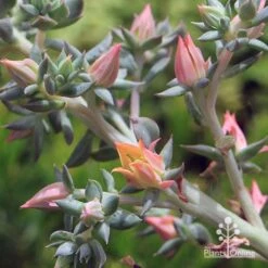 Echeveria Dark Vader - Succulent -Australian Plants Online Sales apo dark vader flowerstem close