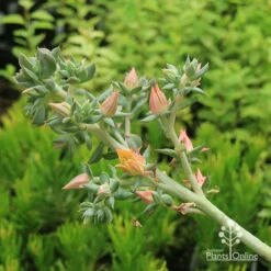 Echeveria Dark Vader - Succulent -Australian Plants Online Sales apo dark vader flowerstem 1