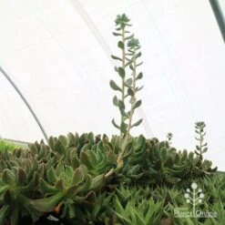 Echeveria Dark Vader - Succulent -Australian Plants Online Sales apo dark vader new shoots