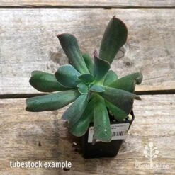 Echeveria Dark Vader - Succulent -Australian Plants Online Sales apo dark vader tubestock top