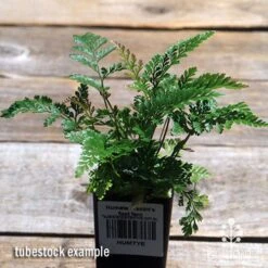 Humata - Rabbit's Foot Fern -Australian Plants Online Sales apo davallia humata fern