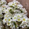 Chamelaucium Dawn Pearl - Waxflower -Australian Plants Online Sales apo dawn pearl waxflower