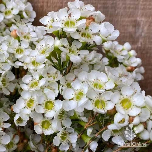 Chamelaucium Dawn Pearl - Waxflower 3 Chamelaucium Dawn Pearl - Waxflower