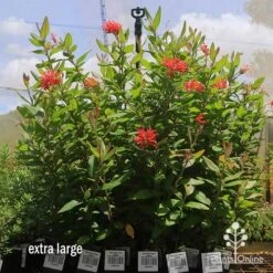 Grevillea Deua Flame 20 Grevillea Deua Flame -Australian Plants Online Sales apo deua flame dec large