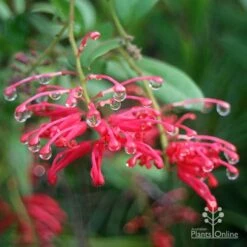 Grevillea Deua Flame 31 Grevillea Deua Flame -Australian Plants Online Sales apo deua flame dewdrops