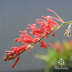 Grevillea Deua Flame 21 Grevillea Deua Flame -Australian Plants Online Sales apo deua flame flower