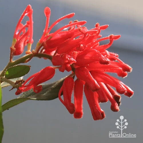 Grevillea Deua Flame 3 Grevillea Deua Flame