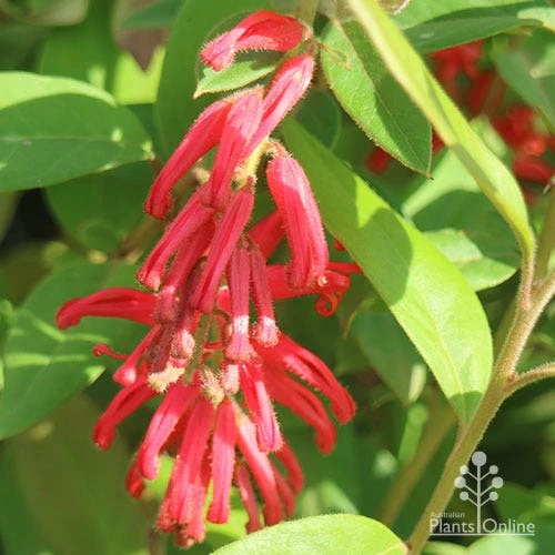 Grevillea Deua Flame 14 Grevillea Deua Flame - Image 12