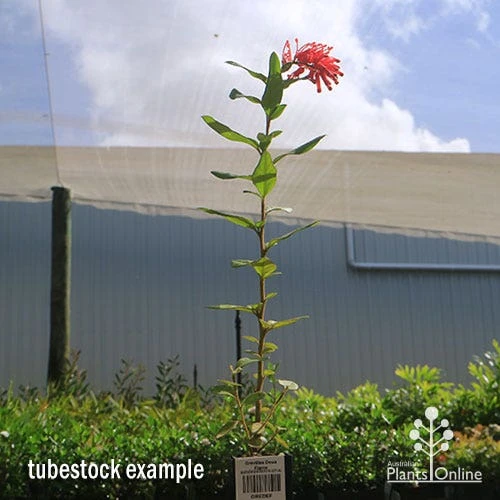 Grevillea Deua Flame 4 Grevillea Deua Flame - Image 2