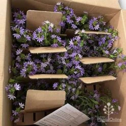 Scaevola Purple Fanfare - Fan Flower 12 Scaevola Purple Fanfare - Fan Flower -Australian Plants Online Sales apo diana taylor scaevola unboxing