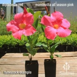 Mandevilla All Season Pink -Australian Plants Online Sales apo dipladenia mandevilla comparison