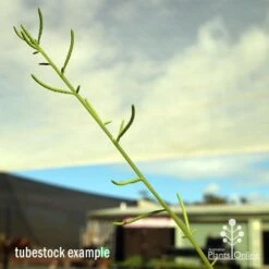 Peperomia Dolabriformis - Prayer Pepper - Succulent -Australian Plants Online Sales apo dolabriformis flowerspike