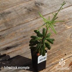 Peperomia Dolabriformis - Prayer Pepper - Succulent -Australian Plants Online Sales apo dolabriformis tubestock flower