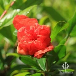 Pomegranate Double Orange -Australian Plants Online Sales apo double orange pomegranate opening
