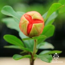 Pomegranate Double Orange -Australian Plants Online Sales apo double pomegranate bud